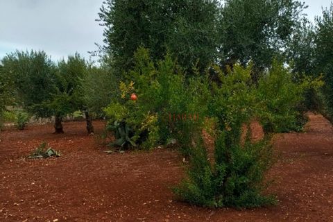 Landejendom i Ostuni, Brindisi, Ostuni - € 140.000 | Ref: 259 - foto 15