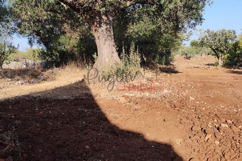 Landejendom i Ostuni, Brindisi, Ostuni - € 140.000 | Ref: 259 - foto 45
