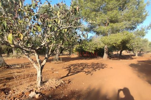 Landejendom i Ostuni, Brindisi, Ostuni - € 140.000 | Ref: 259 - foto 37