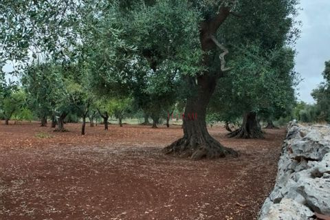 Landejendom i Ostuni, Brindisi, Ostuni - € 140.000 | Ref: 259 - foto 35