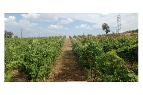 Farm i Possacos, Vila Real, Possacos - € 1.200.000 | Ref: PRT11526 - foto 5