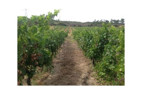 Farm i Possacos, Vila Real, Possacos - € 1.200.000 | Ref: PRT11526 - foto 6