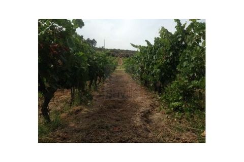 Farm i Possacos, Vila Real, Possacos - € 1.200.000 | Ref: PRT11526 - foto 7