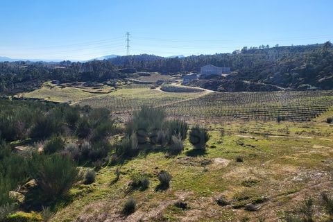Farm i Possacos, Vila Real, Possacos - € 1.200.000 | Ref: PRT11526 - foto 16