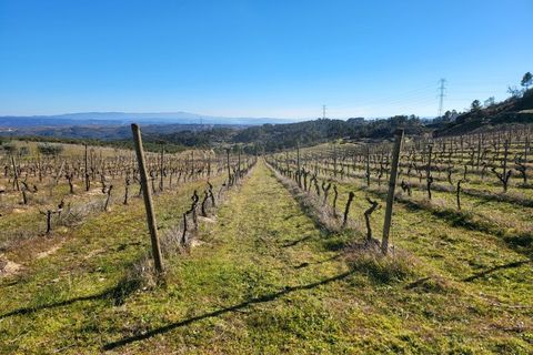 Farm i Possacos, Vila Real, Possacos - € 1.200.000 | Ref: PRT11526 - foto 26