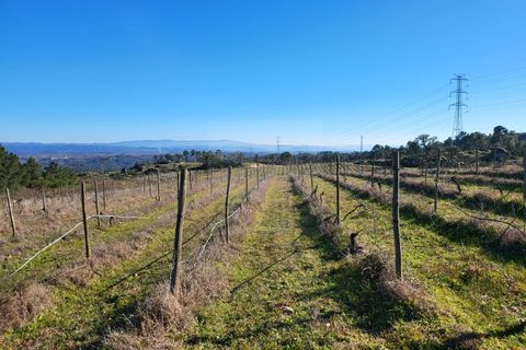Farm i Possacos, Vila Real, Possacos - € 1.200.000 | Ref: PRT11526 - foto 27