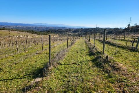 Farm i Possacos, Vila Real, Possacos - € 1.200.000 | Ref: PRT11526 - foto 28