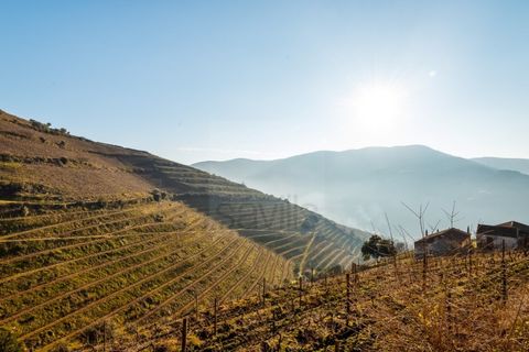 Farm i Ervedosa do Douro, Viseu, Ervedosa do Douro - € 1.750.000 | Ref: SAVPRT10024 - foto 8