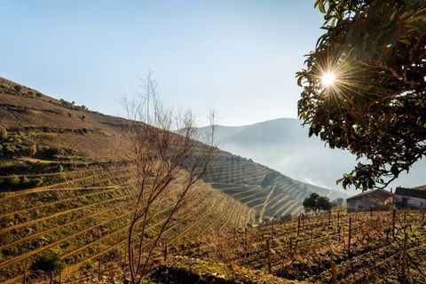 Farm i Ervedosa do Douro, Viseu, Ervedosa do Douro - € 1.750.000 | Ref: SAVPRT10024 - foto 9