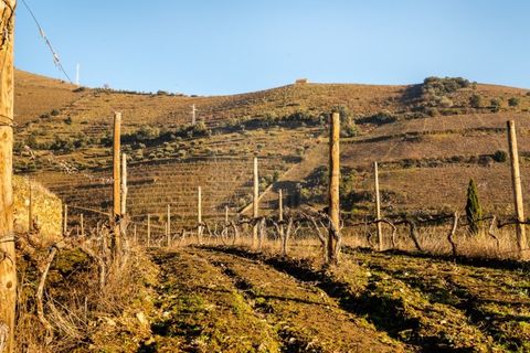 Farm i Ervedosa do Douro, Viseu, Ervedosa do Douro - € 1.750.000 | Ref: SAVPRT10024 - foto 10