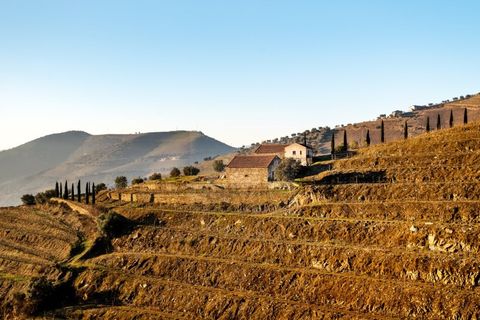 Farm i Ervedosa do Douro, Viseu, Ervedosa do Douro - € 1.750.000 | Ref: SAVPRT10024 - foto 13