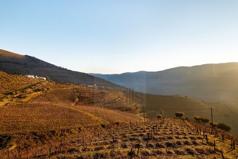 Farm i Ervedosa do Douro, Viseu, Ervedosa do Douro - € 1.750.000 | Ref: SAVPRT10024 - foto 15