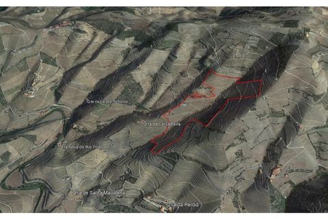Farm i Ervedosa do Douro, Viseu, Ervedosa do Douro - € 1.750.000 | Ref: SAVPRT10024 - foto 22