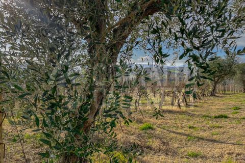 Erhvervsejendom i Monte Roberto, Ancona, Monte Roberto - € 60.000 | Ref: 2890 - foto 5