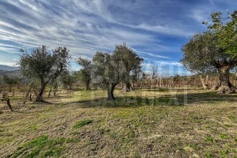 Erhvervsejendom i Monte Roberto, Ancona, Monte Roberto - € 60.000 | Ref: 2890 - foto 6