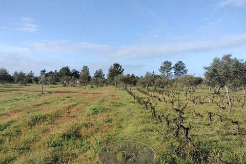 Grond in Coruche, Santarem, Coruche - € 195.000 | Ref: SÒL_120 - foto 3