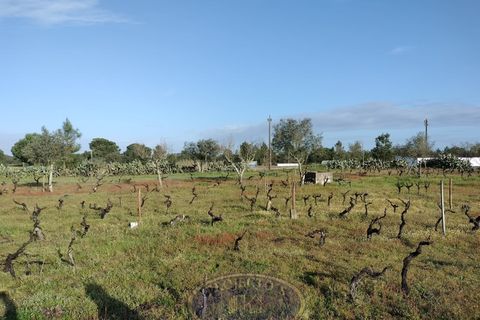 Grond in Coruche, Santarem, Coruche - € 195.000 | Ref: SÒL_120 - foto 4