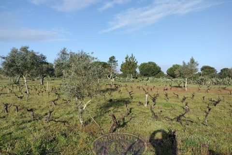 Grond in Coruche, Santarem, Coruche - € 195.000 | Ref: SÒL_120 - foto 6