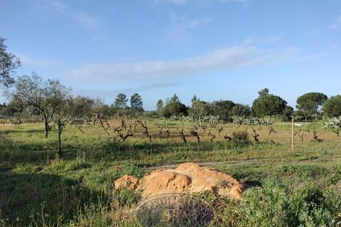 Grond in Coruche, Santarem, Coruche - € 195.000 | Ref: SÒL_120 - foto 8