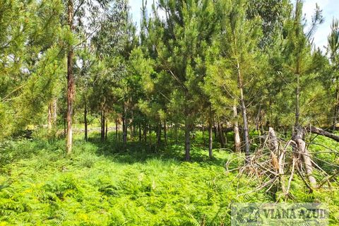 Helårsgrund i Viana do Castelo, Viana do Castelo, Viana do Castelo - € 115.000 | Ref: 2081 - foto 8