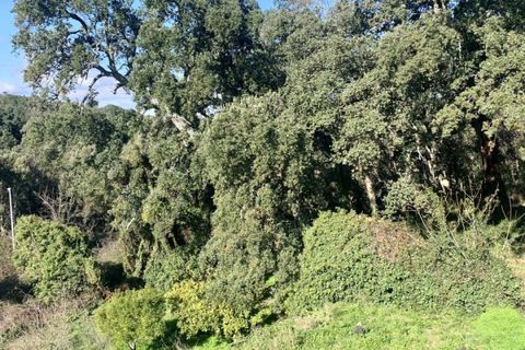 Villa a Calangianus, Sassari, Calangianus - € 248.000 | Ref: 552 - foto 35