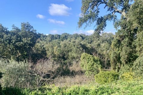 Villa a Calangianus, Sassari, Calangianus - € 248.000 | Ref: 552 - foto 37
