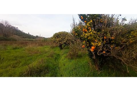 Helårsgrund i Mafra, Lisbon, Mafra - € 39.000 | Ref: MAX-117-24 - foto 3