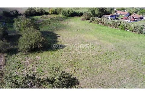 Tomt i Monte Real, Leiria, Monte Real - € 100 000 | Ref: LE94848NZ - foto 2