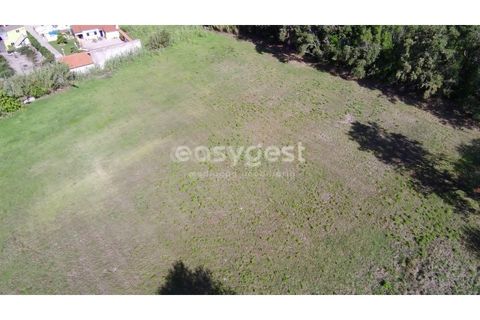 Tomt i Monte Real, Leiria, Monte Real - € 100 000 | Ref: LE94848NZ - foto 5
