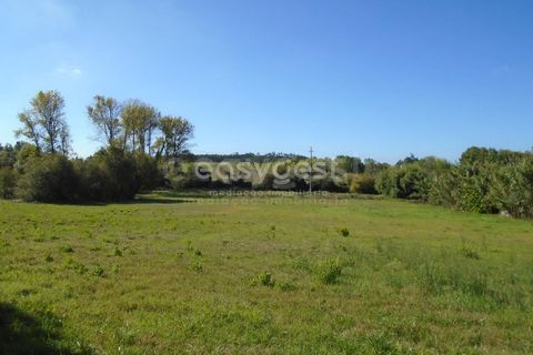 Tomt i Monte Real, Leiria, Monte Real - € 100 000 | Ref: LE94848NZ - foto 8