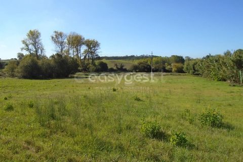 Tomt i Monte Real, Leiria, Monte Real - € 100 000 | Ref: LE94848NZ - foto 9