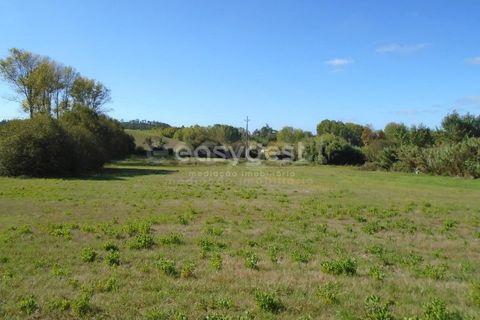 Tomt i Monte Real, Leiria, Monte Real - € 100 000 | Ref: LE94848NZ - foto 12