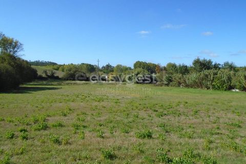 Tomt i Monte Real, Leiria, Monte Real - € 100 000 | Ref: LE94848NZ - foto 13