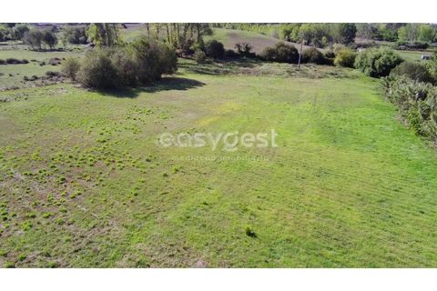 Tomt i Monte Real, Leiria, Monte Real - € 100 000 | Ref: LE94848NZ - foto 15
