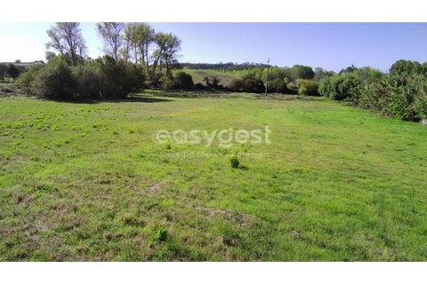 Tomt i Monte Real, Leiria, Monte Real - € 100 000 | Ref: LE94848NZ - foto 16