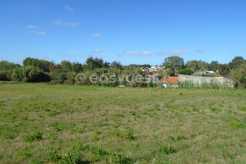 Tomt i Monte Real, Leiria, Monte Real - € 100 000 | Ref: LE94848NZ - foto 17