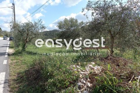 Terra a Assafarge e Antanhol, Coimbra, Assafarge e Antanhol - € 99.000 | Ref: RR88189 - foto 3