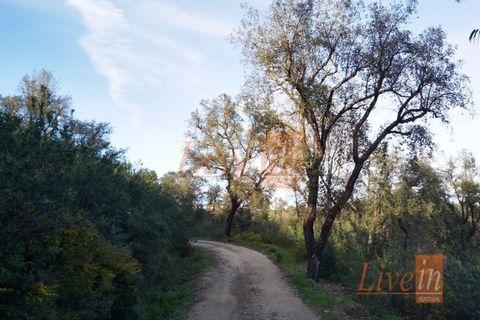 Tomt i Serra, Santarem, Serra - € 12 500 | Ref: 9227DC - foto 4