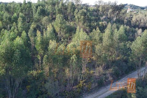 Tomt i Serra, Santarem, Serra - € 12 500 | Ref: 9227DC - foto 5
