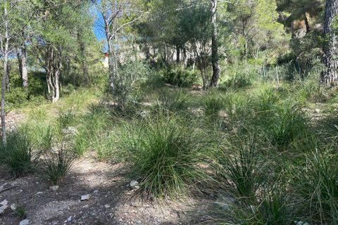 Helårsgrund i Capdepera, Mallorca, Capdepera - € 850.000 | Ref: 3292U - foto 6