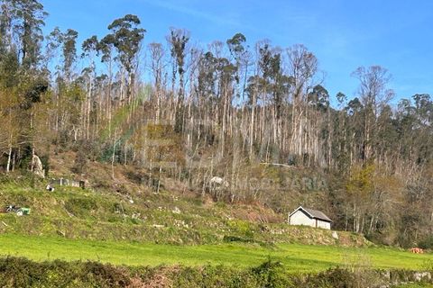 Terra a Joane, Braga, Joane - € 77.500 | Ref: BF2403S08T1 - foto 3