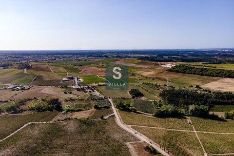 Helårsgrund i Anadia, Aveiro, Anadia - € 385.000 | Ref: SH0025-2024 - foto 6