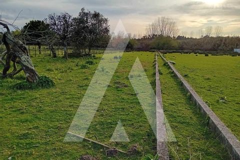 Grond in Anadia, Aveiro, Anadia - € 35.000 | Ref: 1051160/24 OB - foto 1