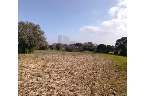 L'establiment comercial a Pernes, Santarem, Pernes - € 15.000/mes | Ref: NAU_6 - foto 7