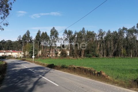 Helårsgrund i Braga, Braga, Braga - € 135.000 | Ref: ZMPT565579 - foto 12