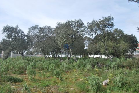Terra a Fatima, Santarem, Fatima - € 130.000 | Ref: T1100_2023 - foto 3