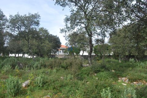 Terra a Fatima, Santarem, Fatima - € 130.000 | Ref: T1100_2023 - foto 4