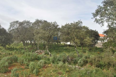 Terra a Fatima, Santarem, Fatima - € 130.000 | Ref: T1100_2023 - foto 5