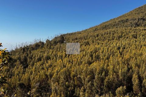 Masia a Monchique, Faro, Monchique - € 350.000 | Ref: 1752 - foto 37