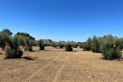 Helårsgrund i Tomar, Santarem, Tomar - € 13.500 | Ref: 01166-24 - foto 1